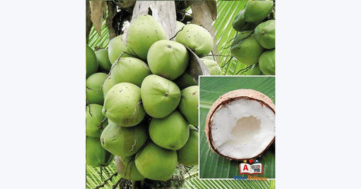 Khtis Coconut