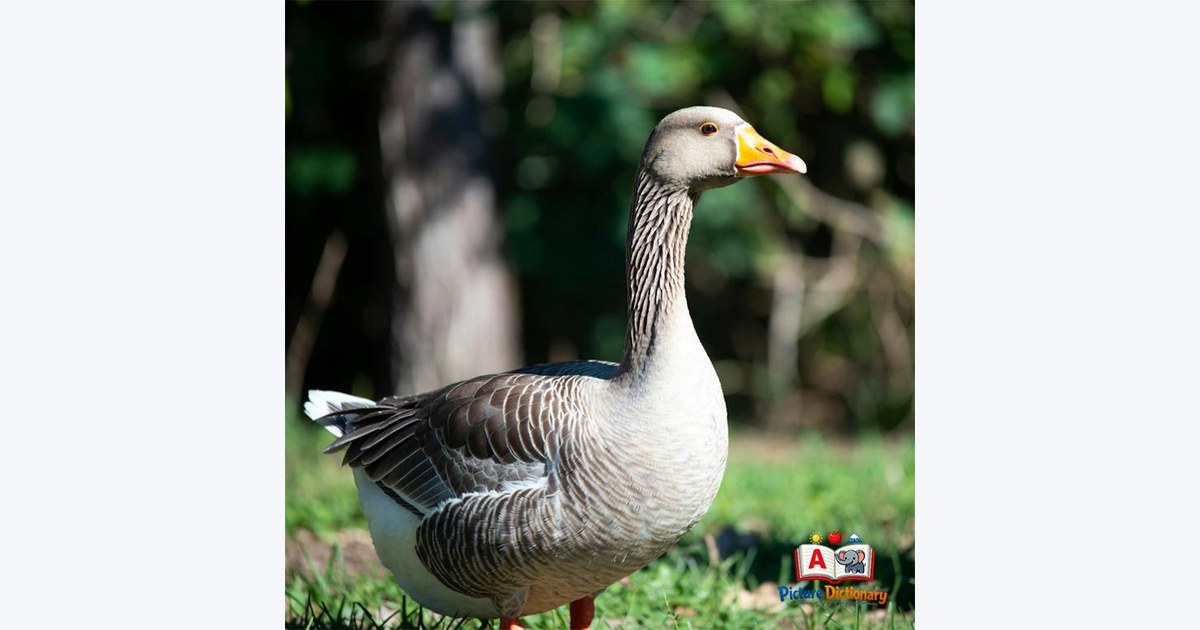 Goose