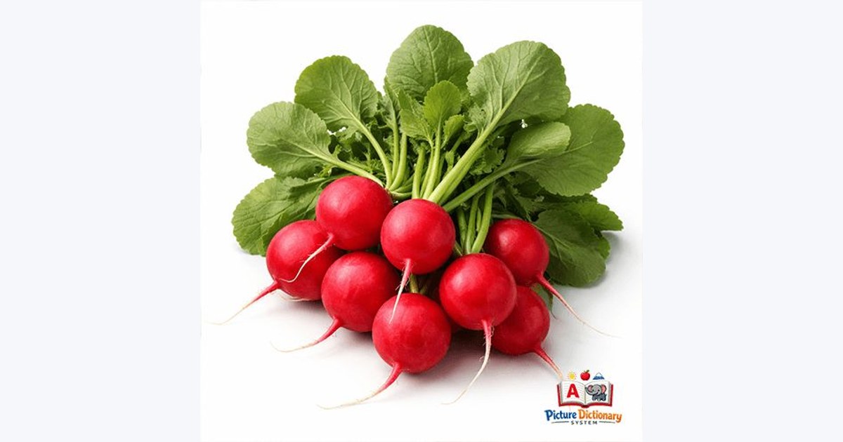 Radish