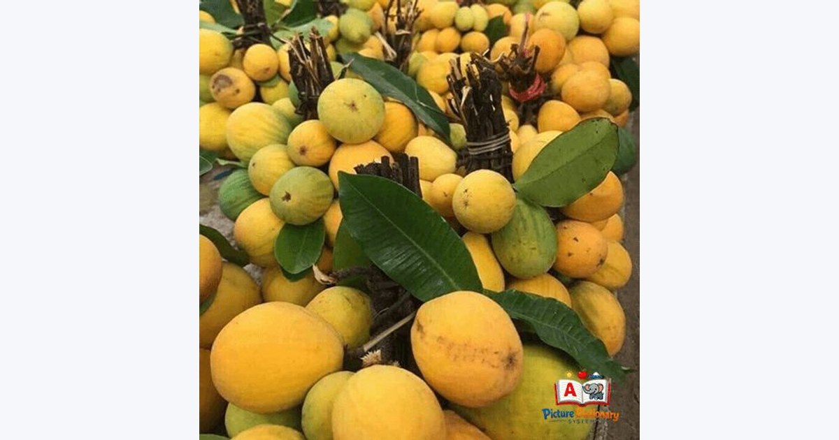 Kuy Fruit / Willughbeia