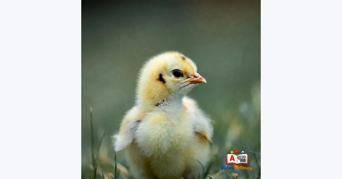 Chick