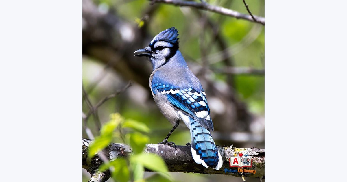 Blue Jay