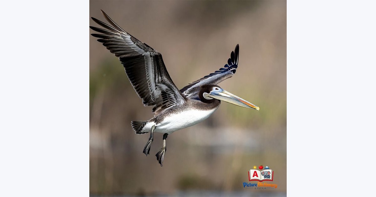 Pelican