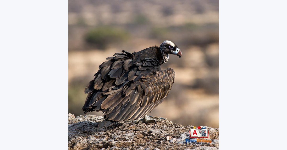 Vulture