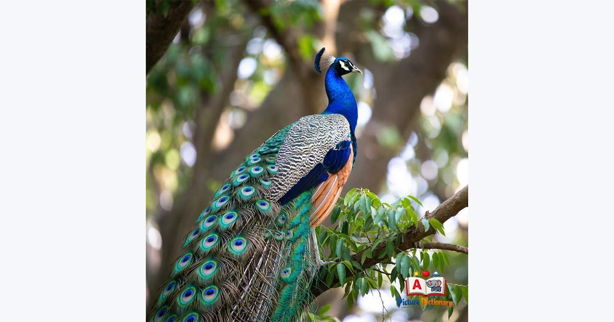 Peacock