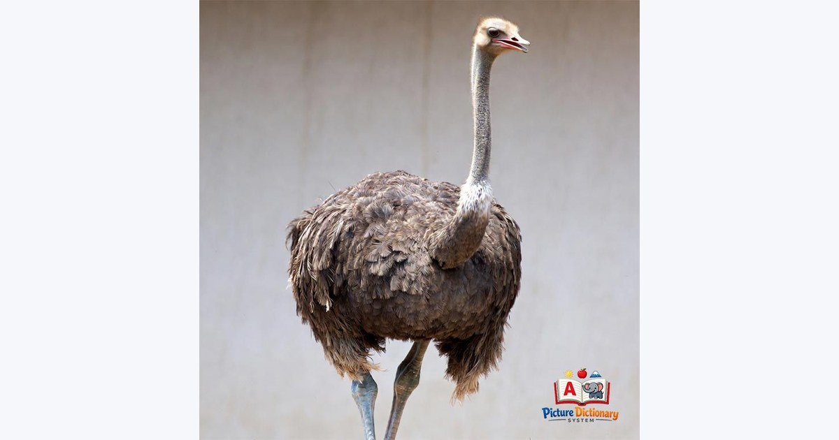 Ostrich