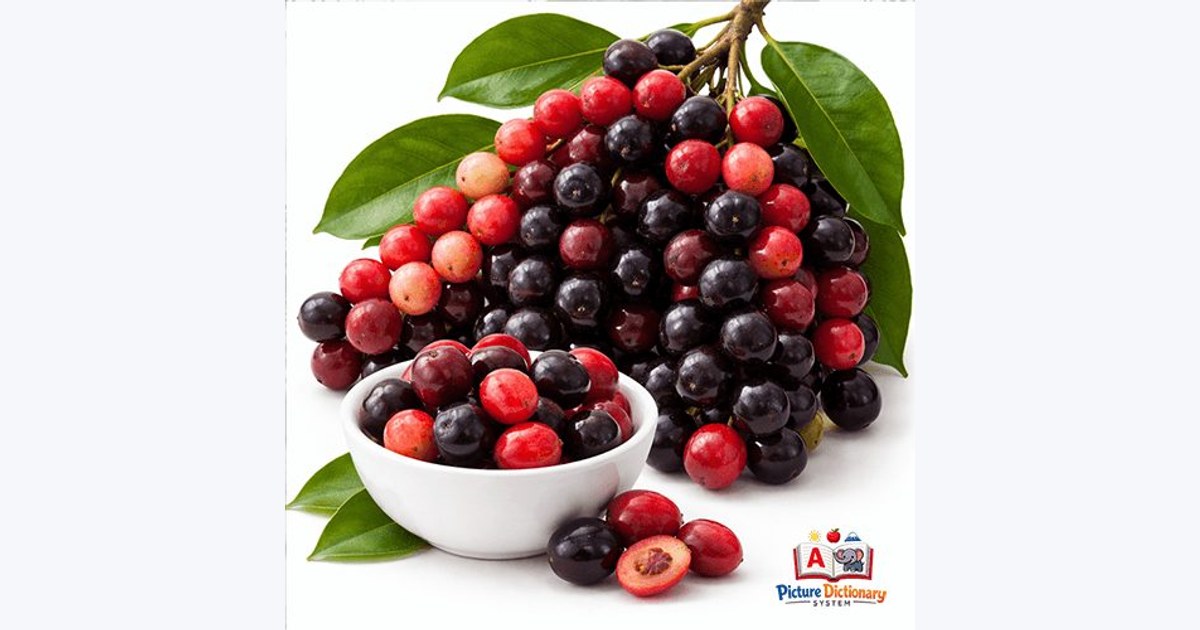 Black currant-tree / Java Plum-relative