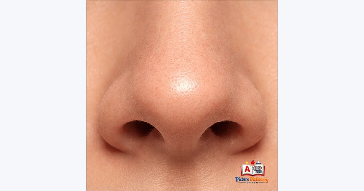 Nose