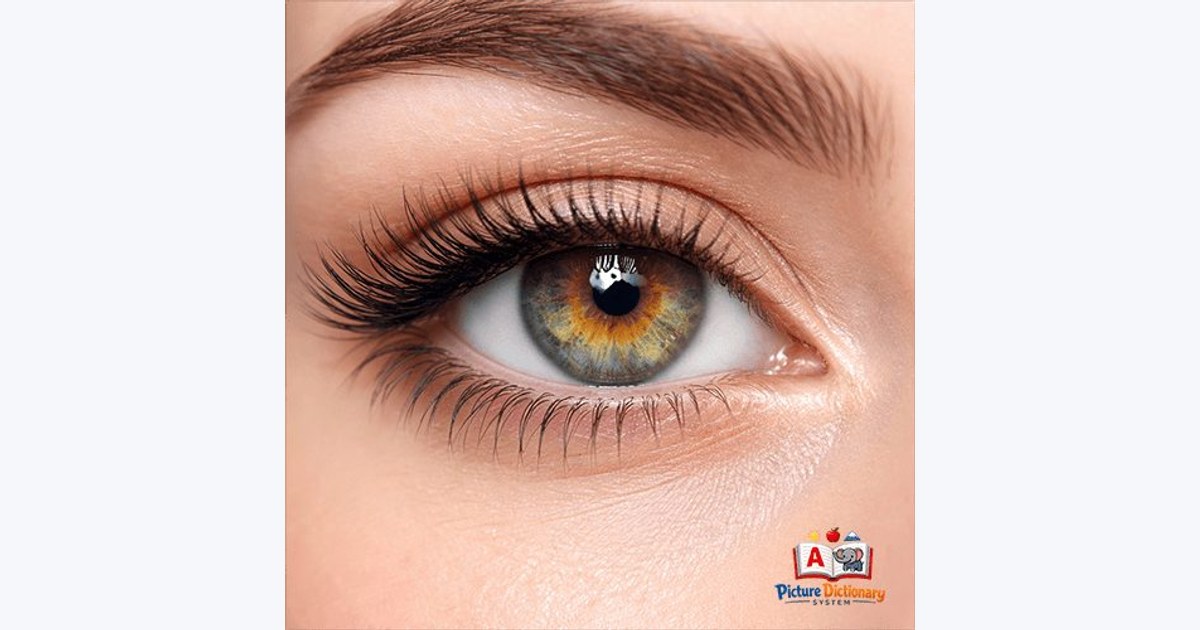 Eye