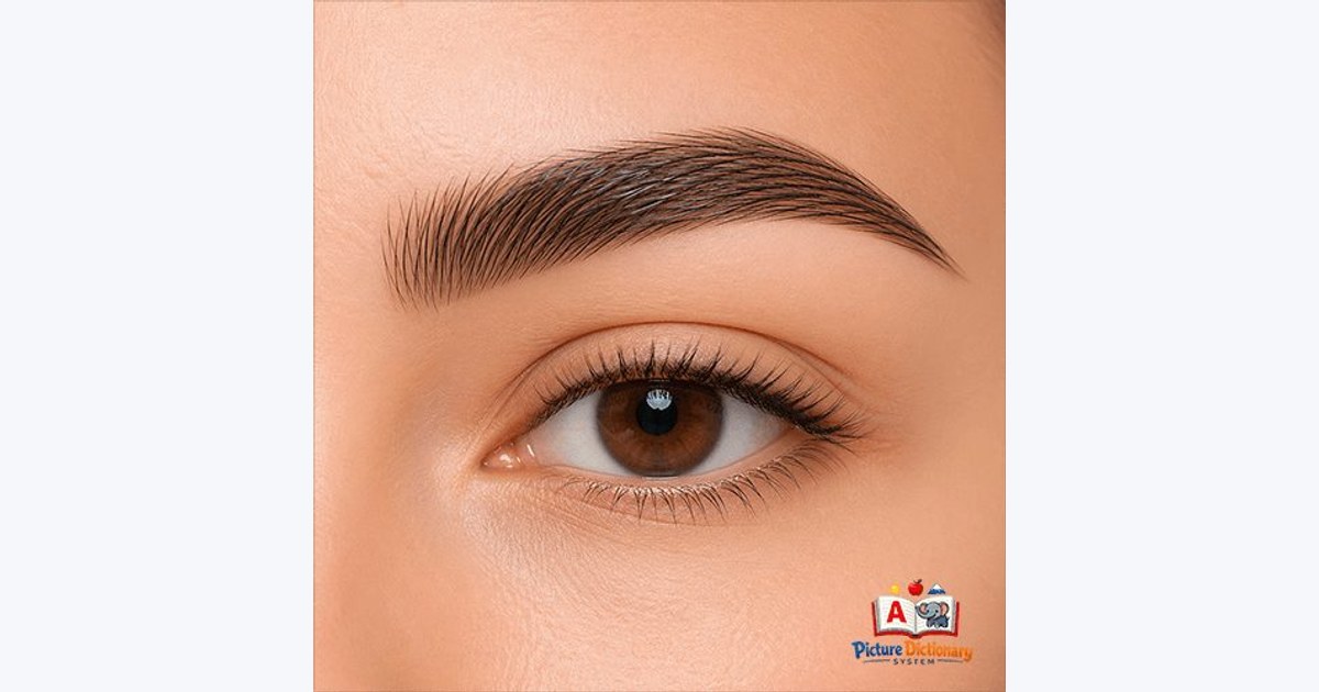 Eyebrow