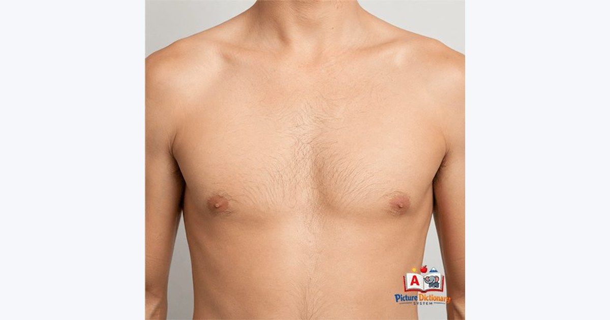 Chest