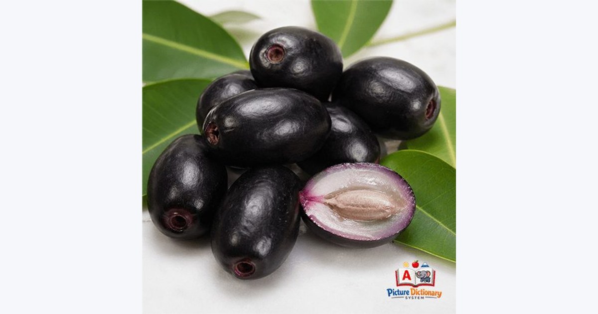 Java plum / Black plum