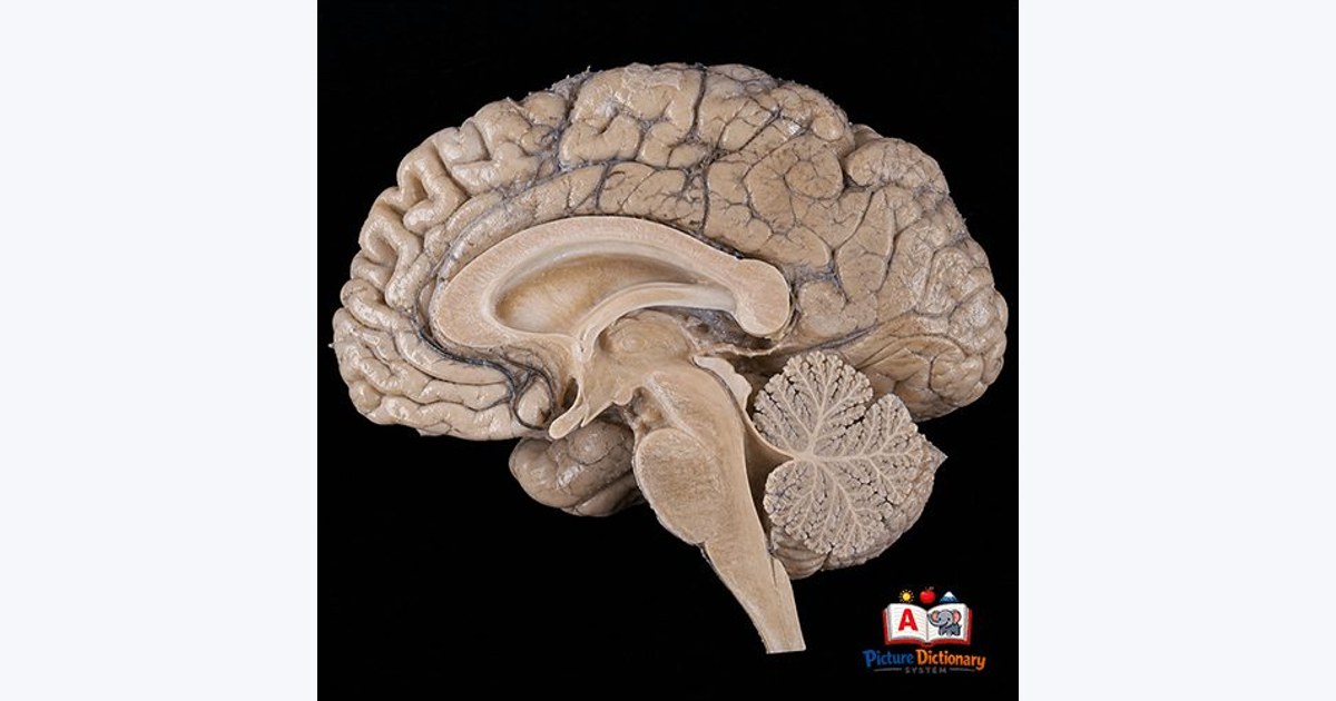 Brain