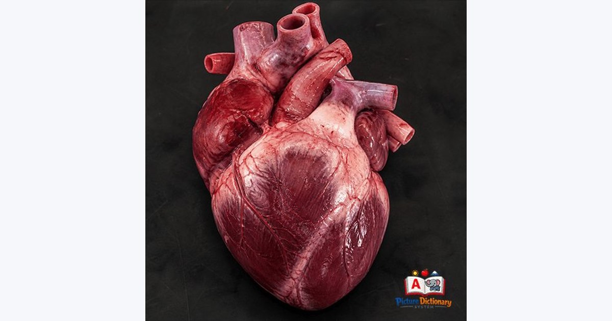 Heart