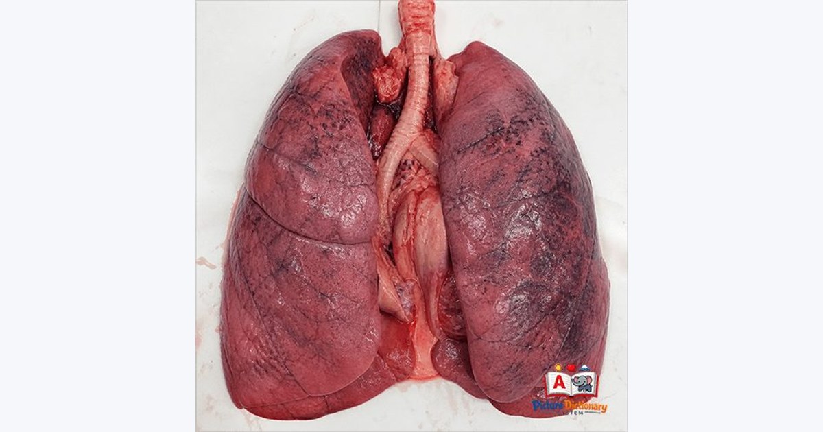 Lung