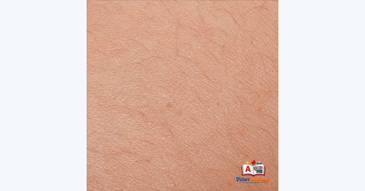Skin