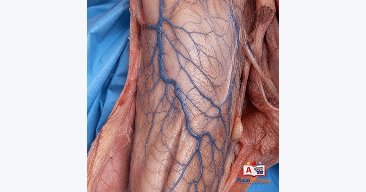 Vein