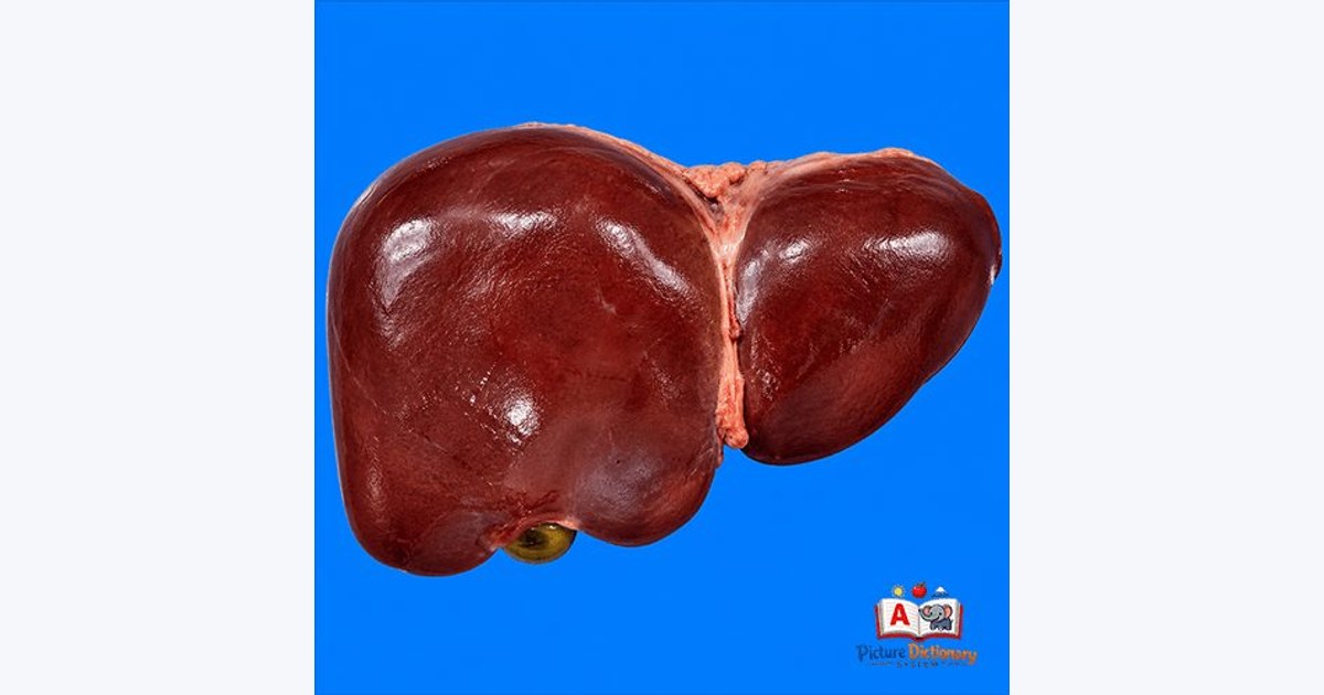 Liver