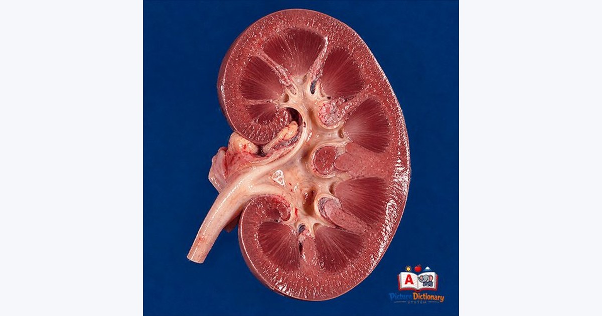 Kidney