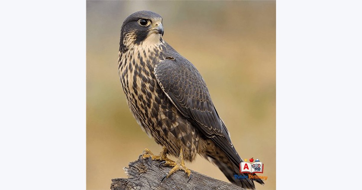 Falcon
