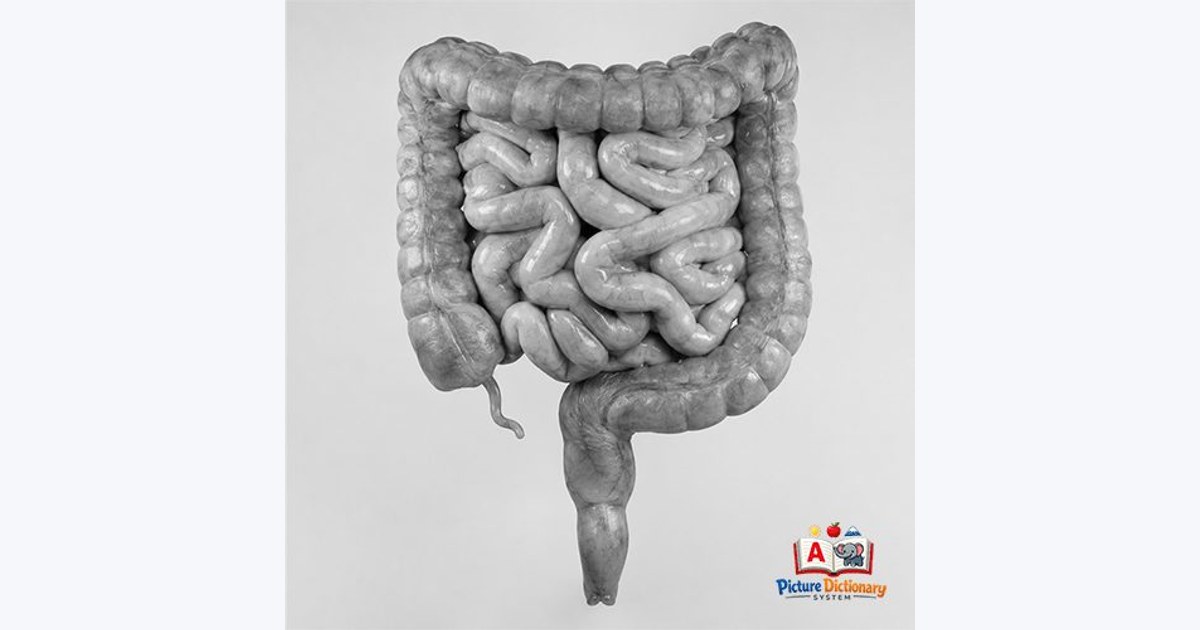 Intestine