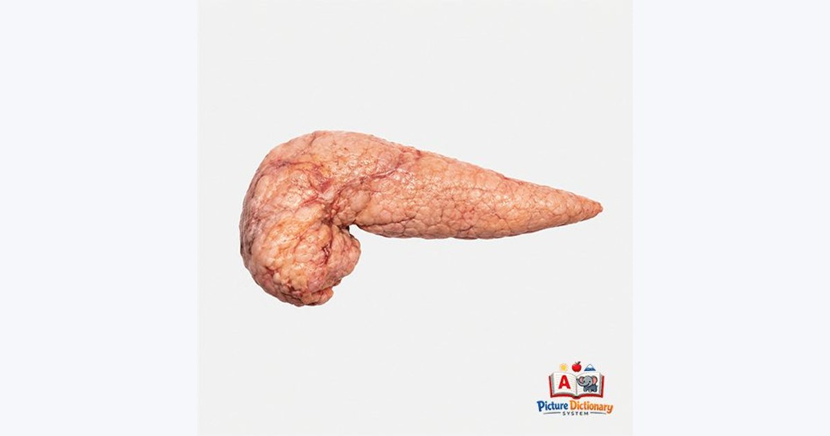 Pancreas