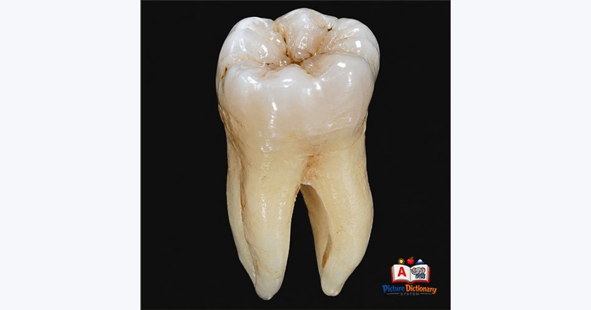 Tooth