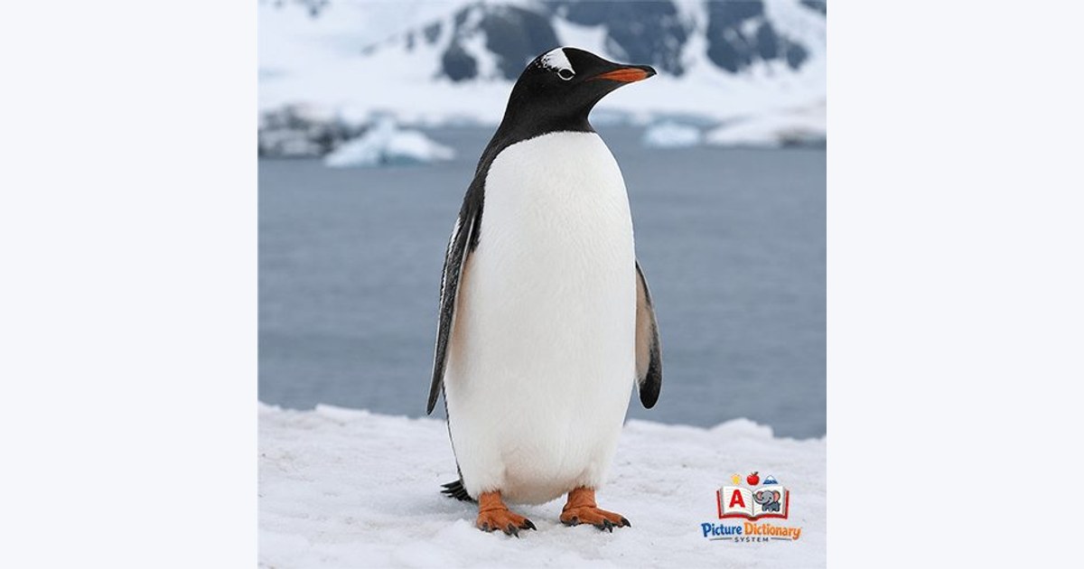Penguin