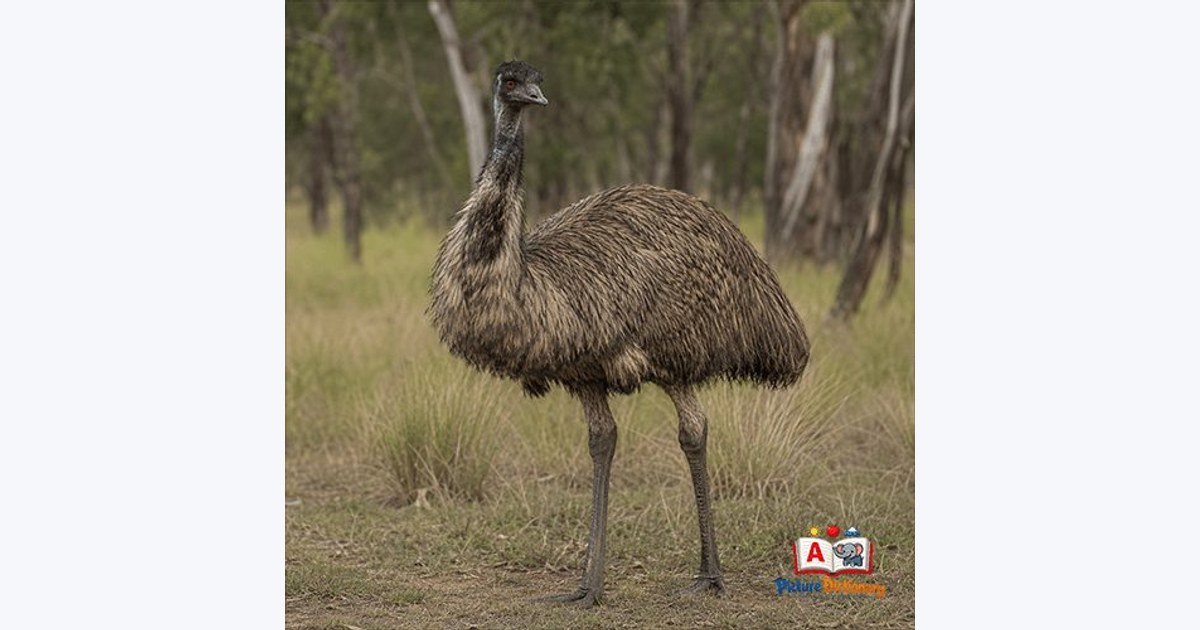 Emu