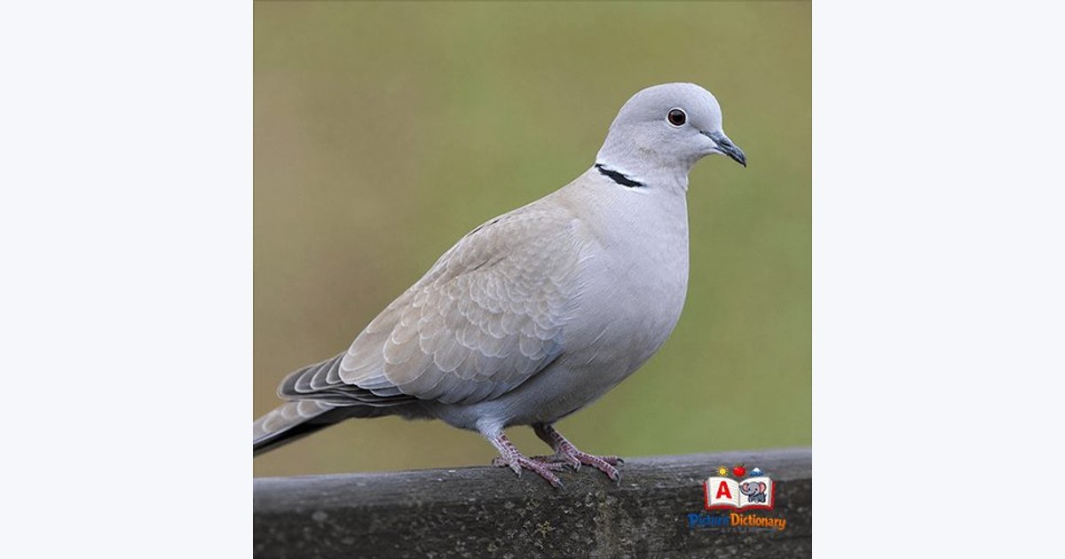 Dove