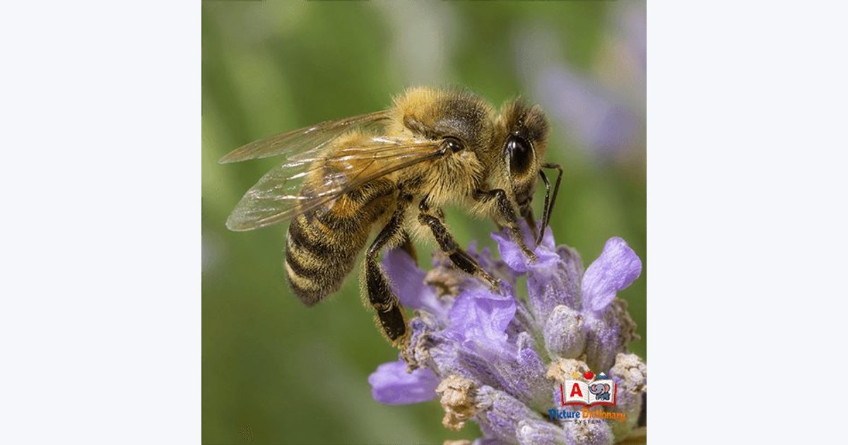 Bee