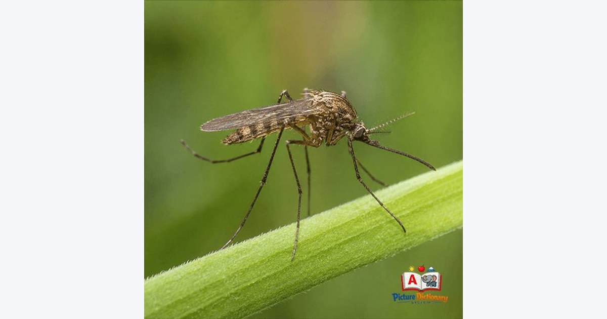 Mosquito