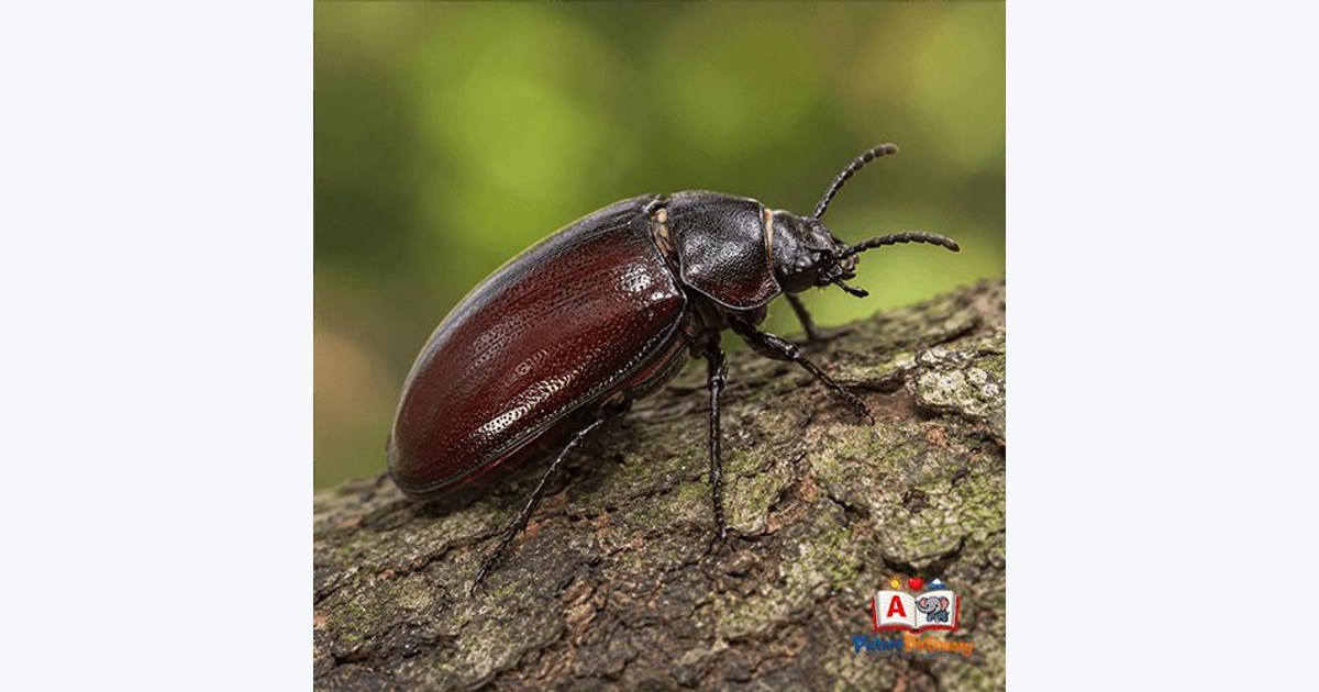 Beetle