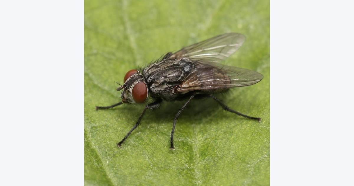 Fly