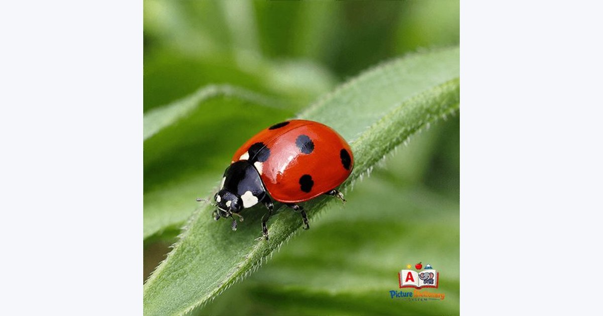 Ladybug