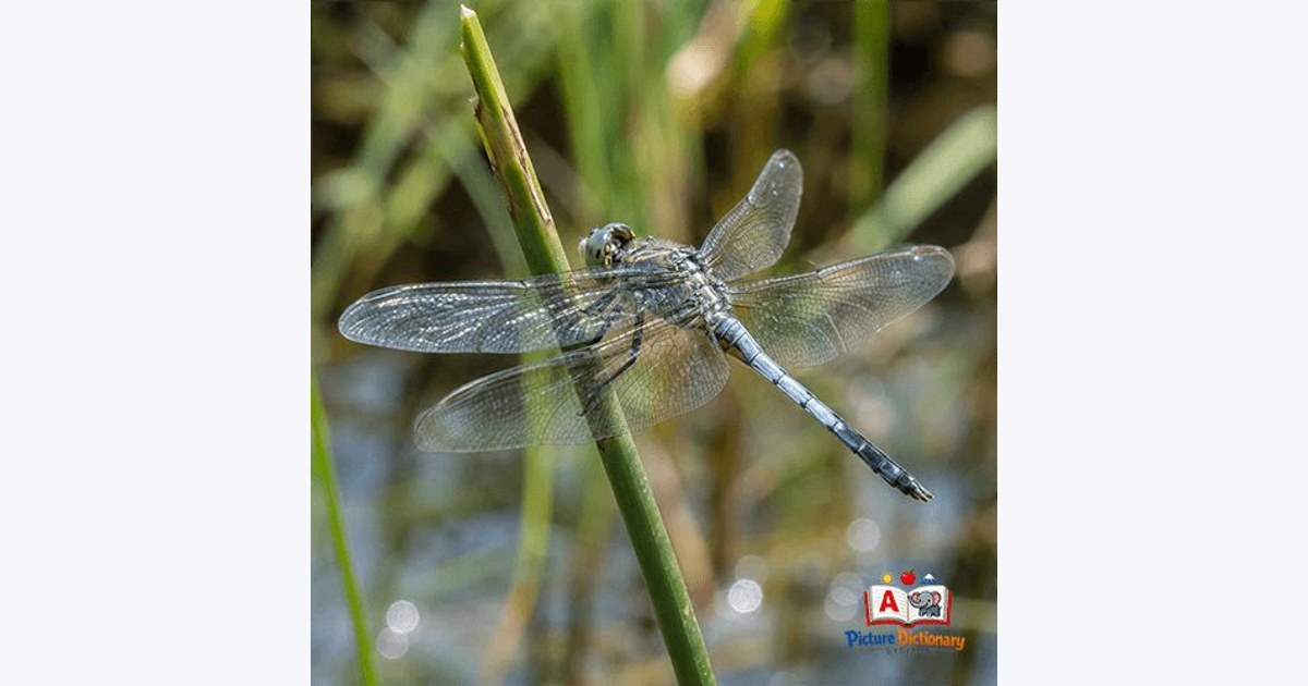 Dragonfly