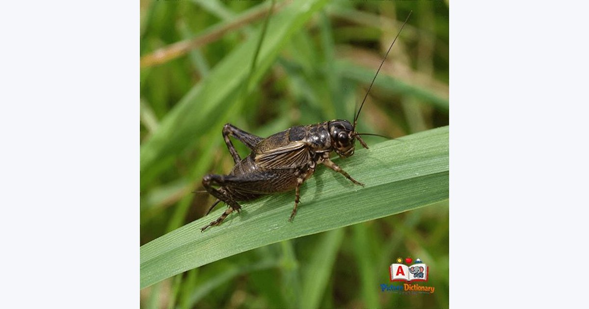 cricket