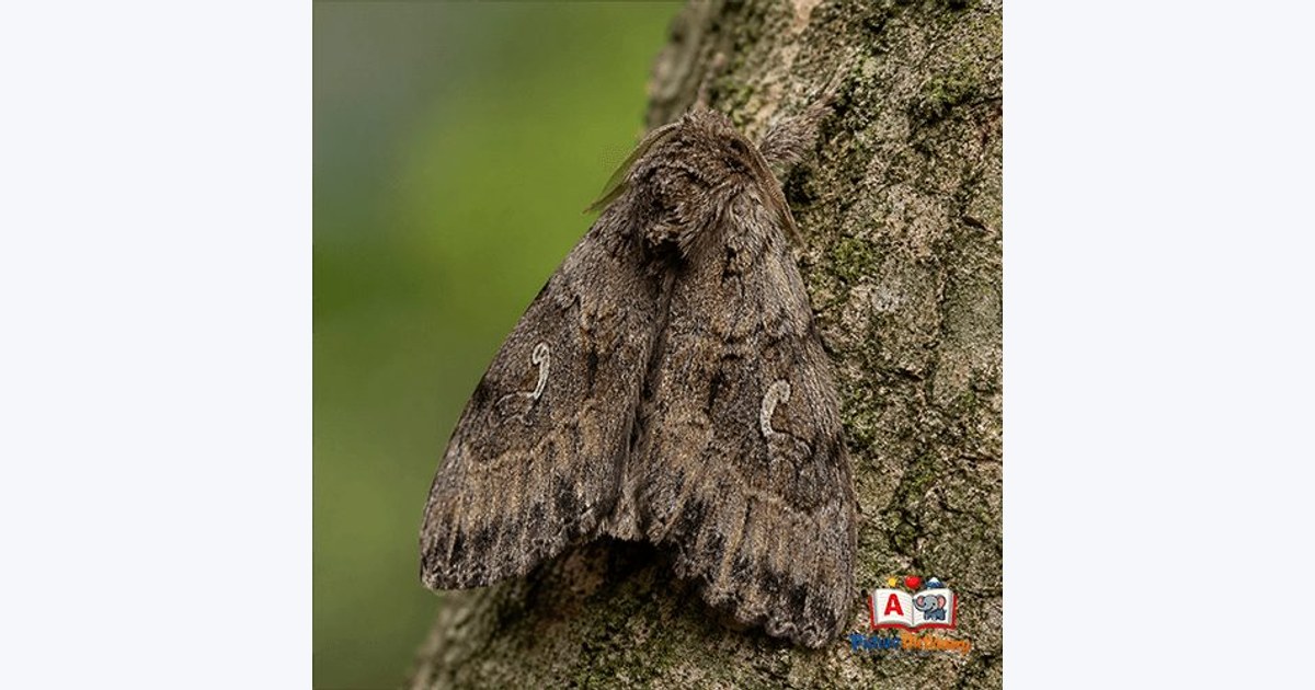 Moth