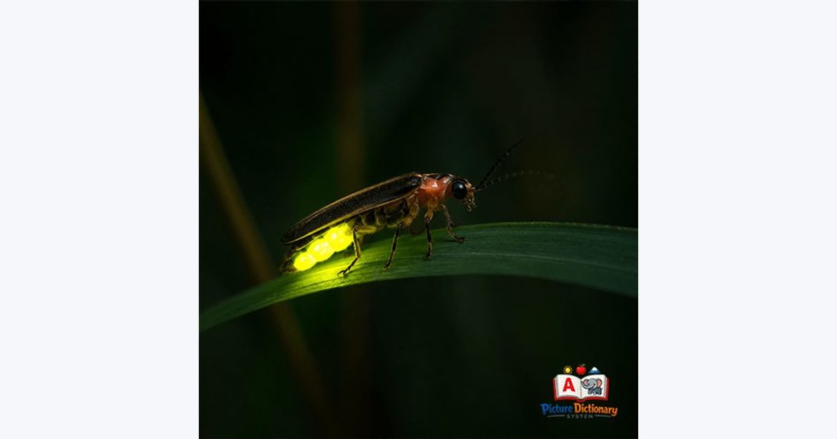 Firefly