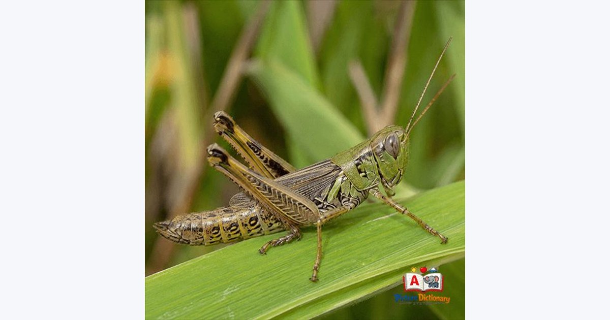 Grasshopper