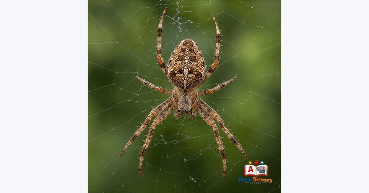 Spider