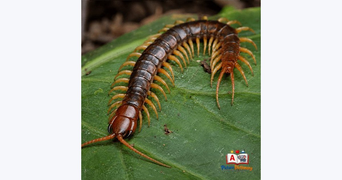 Centipede
