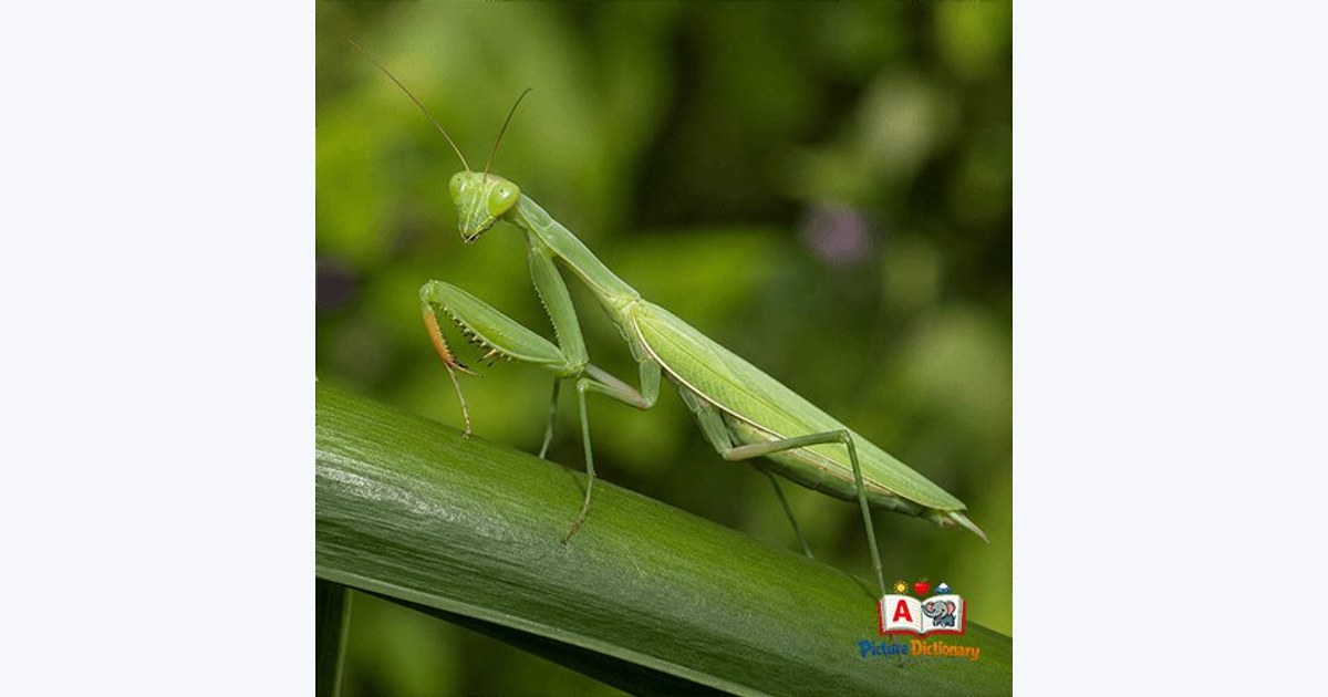 Mantis / Praying Mantis