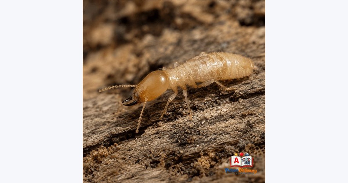 Termite